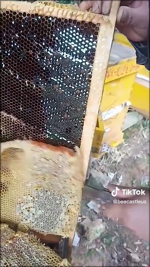 satisfying #satisfying #foryou #beekeeper #bees #tiktok #beekeeping #widhoney #honey #beekeepingtools #wildbees #HPRadicalReuse
