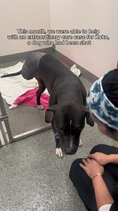 15K views · 1K reactions | Pet Owner Support is an important pillar...