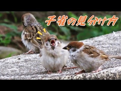 大人と子供の雀の見分け方 スズメの群れ スズメの村20 Cute young sparrows. 野鳥動画 野鳥観察 雀 巣立ち雛 可愛い 若い雀 毛繕い 羽繕い