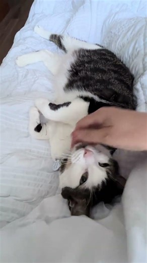 @kirbykirby2022: This video is of a rescued tabby cat. Magnús Ver Magnússon The Cat is a large...