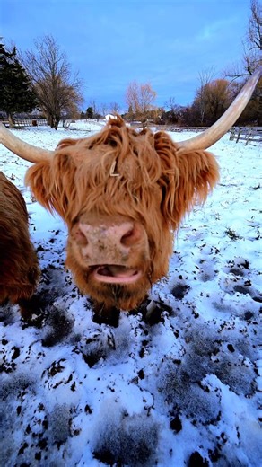 Our Highland Cattle are in their element—thick coats, slow steps, and total peace in the snow. ❄️ Just another reminder of how special life on the farm really is. #standingrockfarms #highlandcow #ohio #naturelovers #farmlife | Standing Rock Farms
