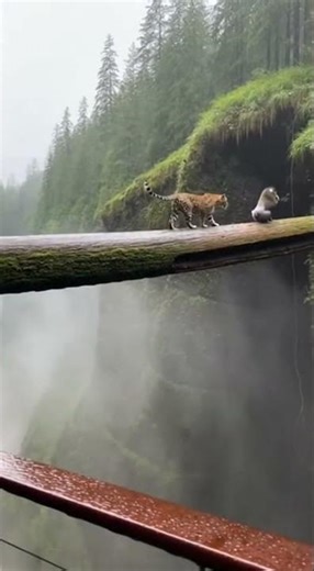 Unreal Viral Canyon Clip: Leopard vs Mandrill… and a Giant Snake🐍😱