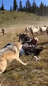 97K views · 395 reactions | Wolves attacked a shepherd and his herd 六‍ | Cat Dog Treats | Facebook