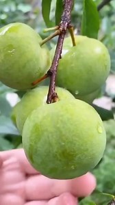 3.6M views · 10K reactions | Plum Fruit #green #plum #viralvideo #fruitcutting #yummy #satisfying #amazing #shorts #fyp #fresh #relsviralシ #shortvideofbreels #viralvideoシ #reelsfypシ #reelstrending #reelsvideo #trendingreels #reelsfacebook #fypシ #taiwan #ilovetaiwan #phillipines #fruits #fruitlover #freshlyfruit | Freshly Fruit Official | Facebook