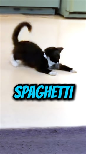Now, before you go getting confused while watching this video, make sure to remind yourself about me, and how weird I am, and how I don't always do things that make sense. Go with your assumptions.. my personal assumption while improvising this for the first time was that, within the split second decision making time I had, I summed up that the line on the floor is a piece of dry spaghetti. The more I worked on it the less it seemed as though it was spaghetti. But in the end, this is a kitten. I