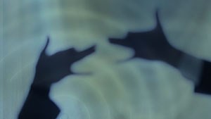 FCC boss: mobile wireless in peril from spectrum shortage