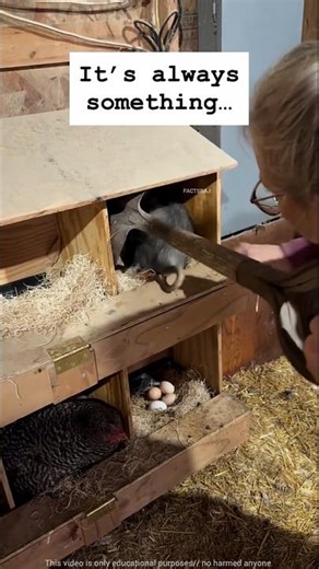 This animal ate all the chicken eggs |#shortvideo