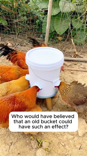 Homemade Poultry Feeders #gardenhacks #gardeningmakemehappy #gardeningtips #gardeningideas | Gardening Lover