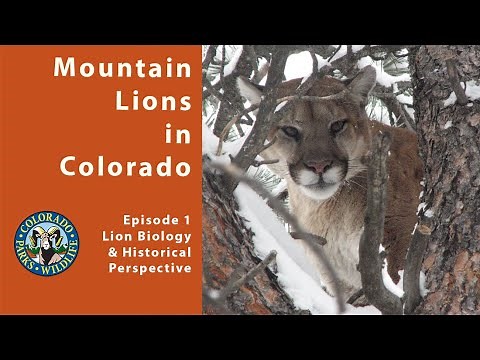 Episode 1: Mountain Lion Biology & Historical Perspective