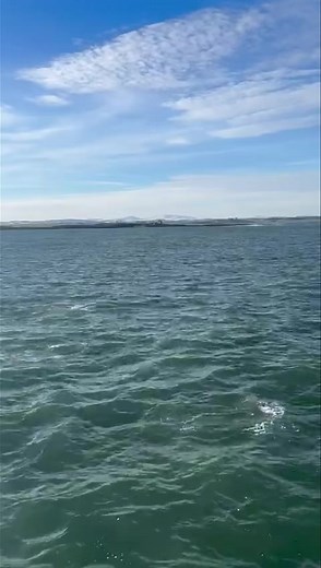 A beautiful morning to follow the storms and even the dolphins came out to play on our 11am trip d🐬 ❤️ https://www.farne-islands.com/trips/grey-seal-cruise-trip/ #dolphins #dolphinspotting #boattrips #greyseals #farneislands | Billy Shiel Farne Islands Boats
