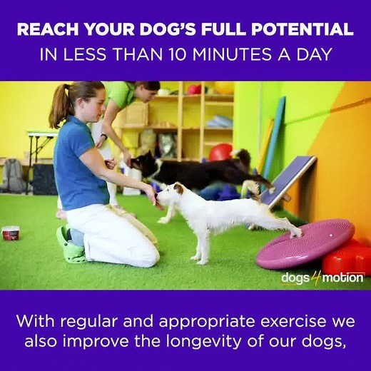 92 reactions · 14 shares | ⚠️ The majority of 퐝퐨퐠 퐨퐰퐧퐞퐫퐬 퐚퐧퐝 퐭퐫퐚퐢퐧퐞퐫퐬...