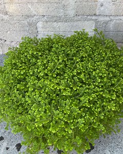 How to plant moss on the wall in pots | Garden & House V&N