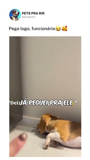 O hobby dele é testar paciência 😂🐶