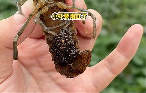 一只虾也能产卵孵小虾