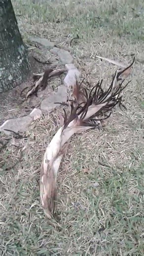 PS47 Bismarckia Palm Tree Seed Bracts in the Dougherty Garden on January 24, 02026 #bismarckiapalm