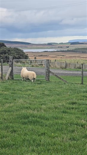 💥Lot No 73💥 By 11k Inkstack Crask for Dingwall & Highland Marts Limited Friday 24th October | Dorrery Farm & Highland Ponies
