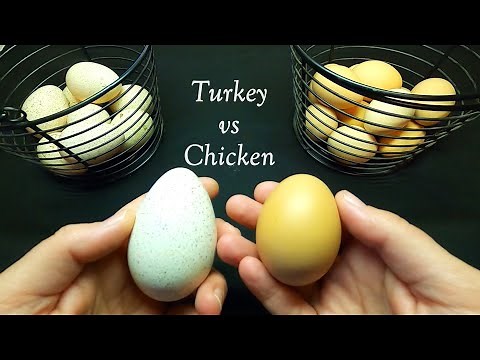 Turkey Eggs vs Chicken Eggs (How do they compare?)