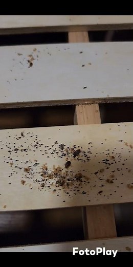 今回は数ヵ月放置されたトコジラミの駆除をしてきました。2回作業でしっかり完全駆除していきます。#トコジラミ#南京虫#害虫#害虫駆除#虫#集合体#集合体恐怖症#大阪#害虫駆除業者