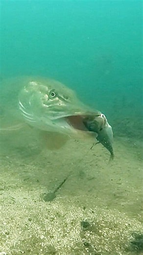 4.6M views · 10K reactions | To big? #pike #fishing #underwater | Underfishing | Facebook