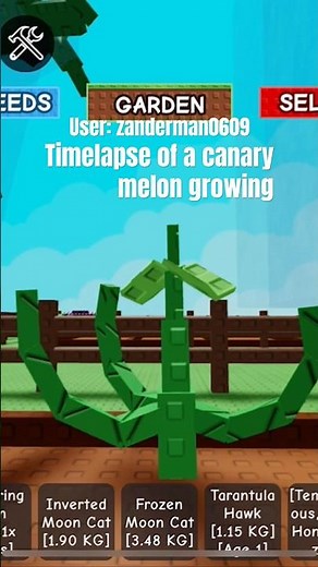 Timelapse of a canary melon growing #growagarden