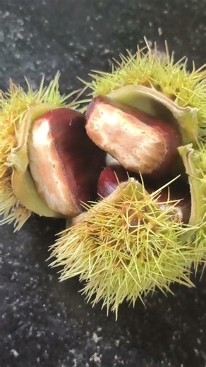 Fresh Chestnuts: A Healthy Natural Treat 🌰