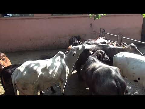 Estrus Detection Methods in Dairy Cattle