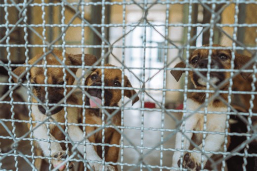 How Organizations Fighting Puppy Mills Are Winning The War