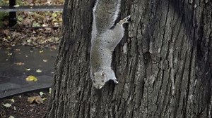 Squirrel Climbs Down Tree Trunk Onto Stock Footage Video (100% Royalty-free) 13419137 | Shutterstock