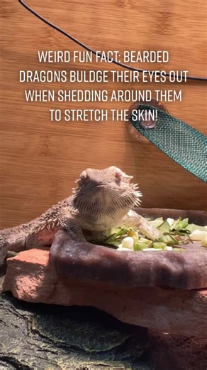 Bearded Dragon Eye Bulging: Shedding Fun Fact