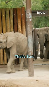 49K views · 631 reactions | Esther may be losing the use of her legs—but not her love for life’s wildest moments.  She got to be a zookeeper, creating an enrichment activity for elephants and watching them play. Her laughter said it all: just because life looks different doesn’t mean it can’t be full of wonder. #RandomActs #BYUtv #RandomActsOfKindness #PayItForward | Random Acts TV | Facebook