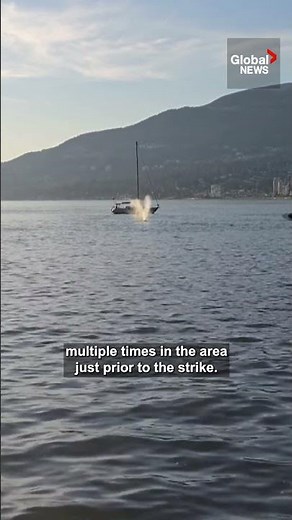 The moment a jet ski strikes a gray whale off Vancouver’s Stanley Park