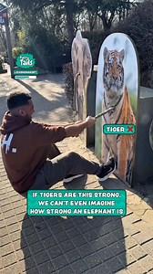 Testing strength against different animals 💪 🐯 | Furry Tails