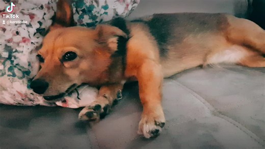 # cute dog # tired # sweet # falling asleep