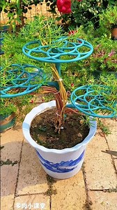 Beginner? No Problem! 🌻 The Easiest Sun Plant Care Guide Ever! #FlowerTips