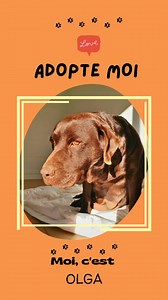 13K views · 75 reactions |  OLGA, douce Labrador chocolat cherche sa...