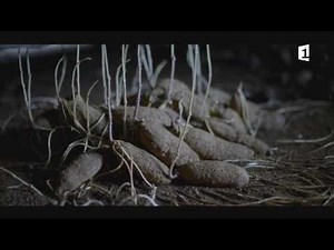 FIFO 2017 : L'Igname - Module 3