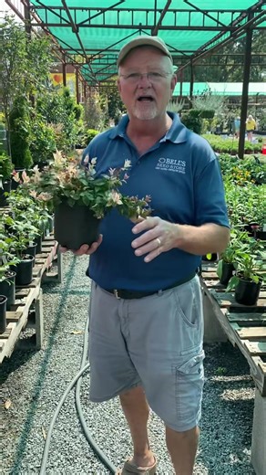 12K views · 201 reactions | PLANT OF THE WEEK  Asiatic Jasmine - Snow-N-Summer Scientific Name: Trachelospermum Asiaticum Ideal Conditions: Partial shade Blooming Season: Summer - Early Fall Colors: Pink, White and Green Sizes: 12”-14” tall and 3’ wide | Bell's Seed Store | Facebook