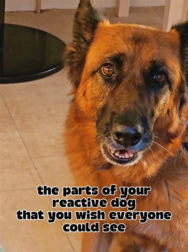 Because having a dog with reactivity isn’t their entire personality 🙏 Some dogs just don't like strange dogs or people 🚫👌 and that’s ok. Life doesn't stop there. Reactive dogs still love life with you ❤️ learning, playing, being daft, having fun & feeling safe 🙌 it's what every dog deserves! airngathdogs.co.uk #DogTraining #dogbehaviour #positivereinforcementdogtraining #trainyourdog #dogtrainer