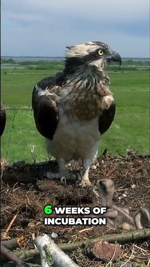 Osprey's Epic Hunt: Watch How This Dad Feeds His Chicks! #shorts