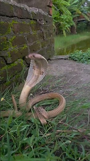 "Cobra Snake Slithering Over Green Grass – A Stunning Natural Sight"