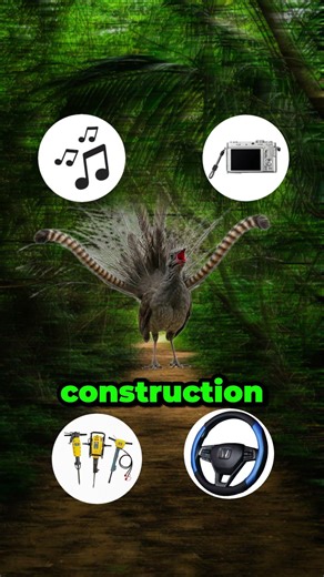 The Bird That Copies Your Voice And You'd Never Know