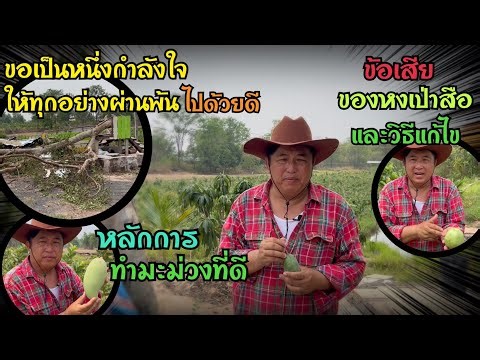 สวนเกษตรเพชรแพรวา : เจอวาตภัยแต่น้ำใจยิ่งใหญ่ ยังฝากความรู้มาให้พวกเราเช่นเคย