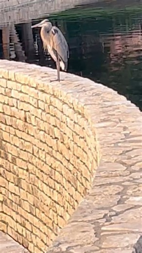 you can tell which one gets bodywork and which one doesn’t. It’s not just about sore tight muscles, it’s about your living fascia…your nervous system, your body, mind, and spirit. Book a 90 minute session ($127) today and get a free Lavender Back Scrub, plus face cleanse, exfoliation, and turmeric healing clay mask (gentle, natural 覆) Text to book 817-308-9323 Today Only! | The Wax Therapist | Facebook