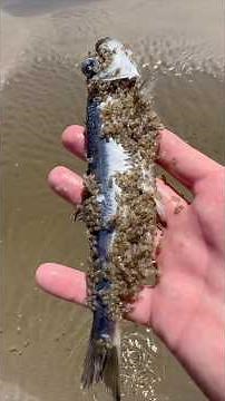 Sand Piranhas Infest Everything at the Beach! #animals #nature #shorts