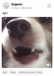 rock n roll pupper arf | Bamboozled Again