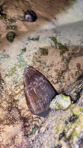 Deadly Encounter with Textile Cone Snail Shell