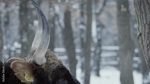 A breed of cattle (Bos taurus) looking like the extinct aurochs (Bos primigienius), close-up in a park in winter
