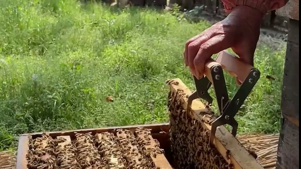 Bee Frame Gripper - 2PCS, Beeehive Frame Holder, Frame Lifter, Anti Slip and Strong Grip，Professional Stainless Steel Beekeeping Tools with Wooden Handle.