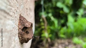 stingless bee colony "Tetragonula biroi''. Worker bees leave the nest to collect nectar and pollen for the survival of the colony