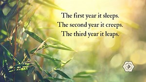 Bamboo Proverbs: 9 Great quotes about bamboo - Bambu Batu